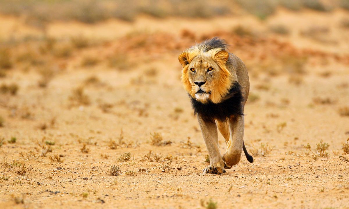 A black-maned male lion is simply irrestistible (Shutterstock)