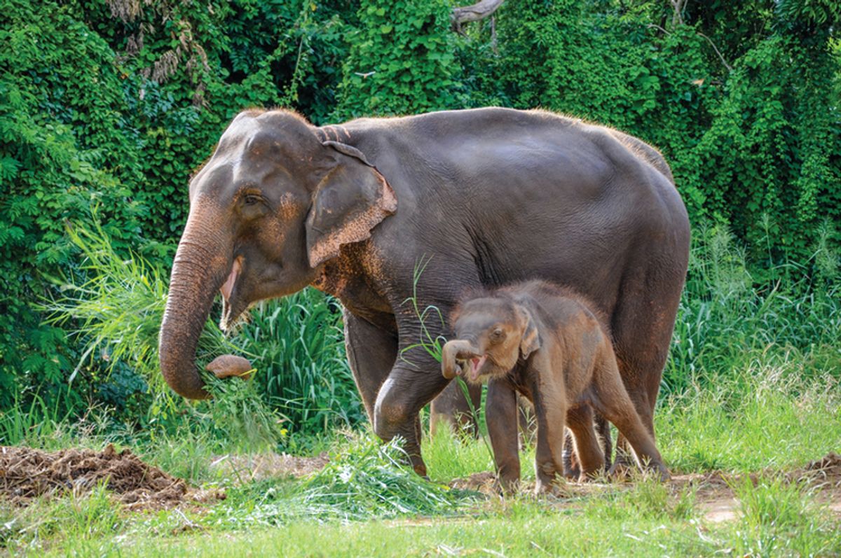 Asian elephants. (Dreamstime)