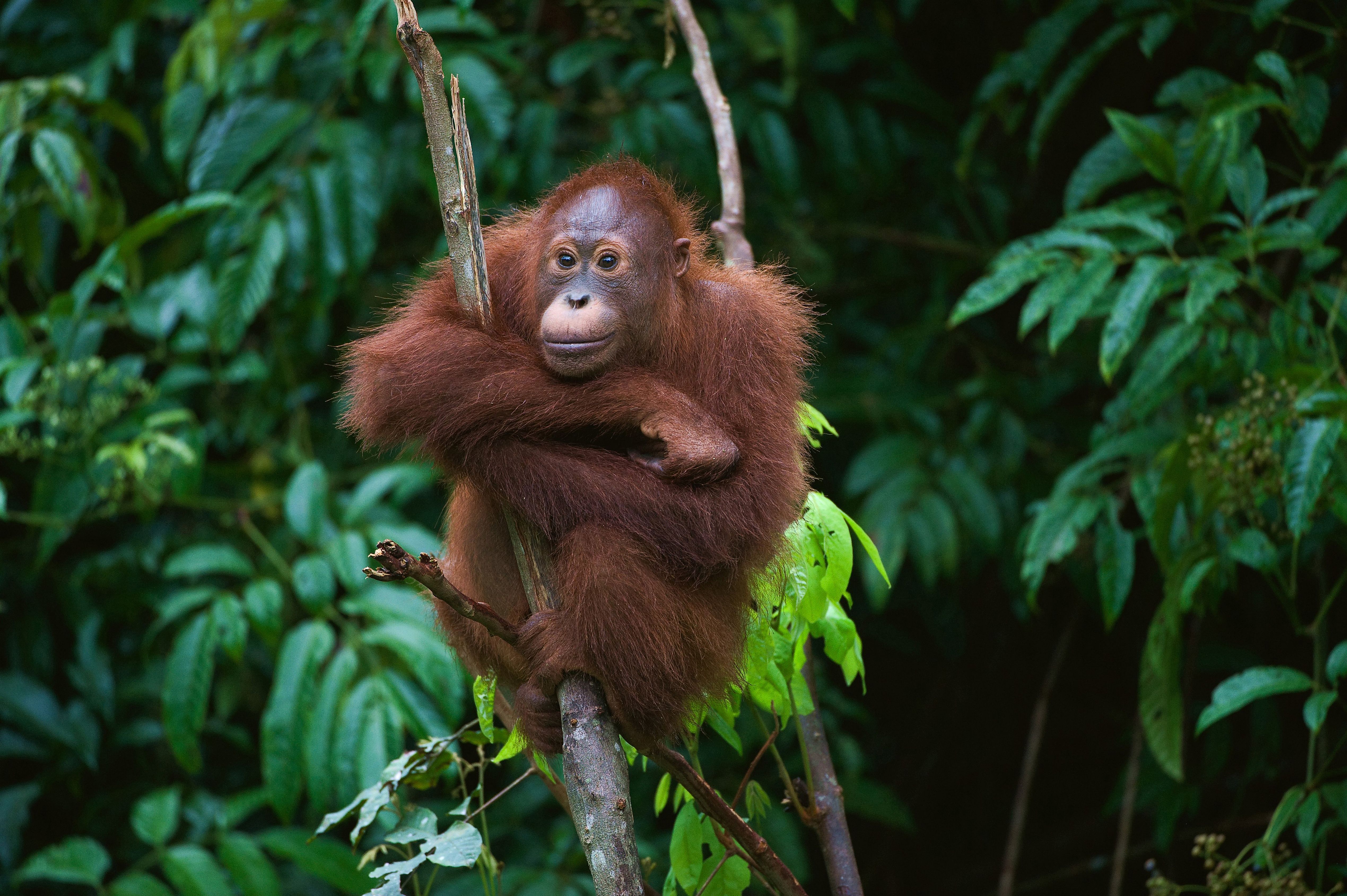 Wild orang utan. (Dreamstime)