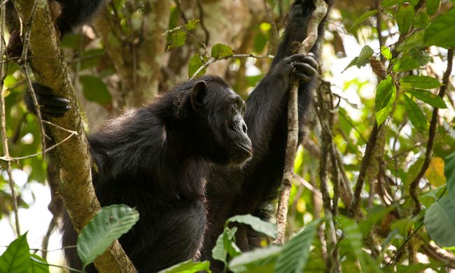 Setkání se šimpanzi