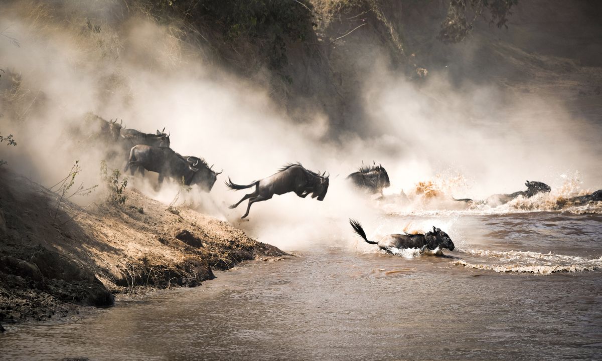 Wildebeest run the gauntlet of crocs and other predators to cross the Mara River during the Great Migration (Shutterstock)