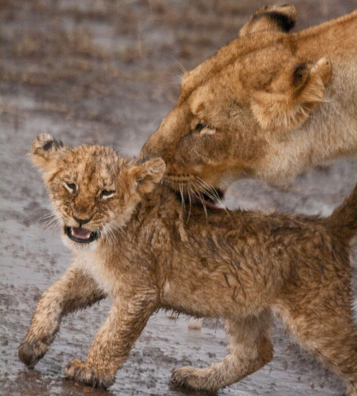 A lioness preens her cub (Emma Gregg)
