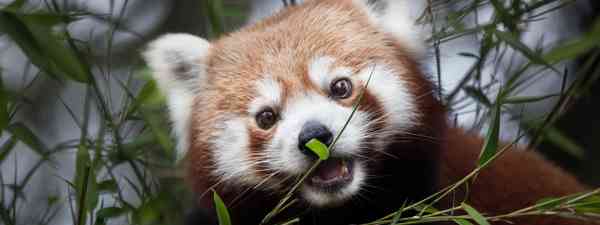 Get Adorable Encounters 7 Of The World S Cutest Wildlife Experiences Desktop Wallpaper Get Wallpaper Adorable Encounters 7 Of The World S Cutest Wildlife Experiences HD