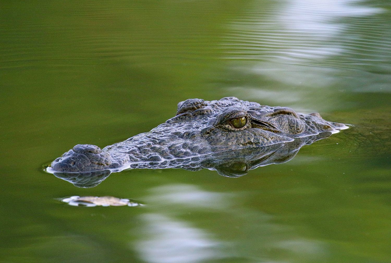 “Mugger” crocodiles are known for burrowing into sandbanks to bury their eggs (Mike Unwin)