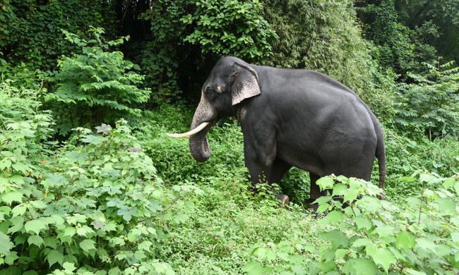 10 Of The World S Best Places To See Elephants Wanderlust 10 Of The World S Best Places To See Elephants Wanderlust