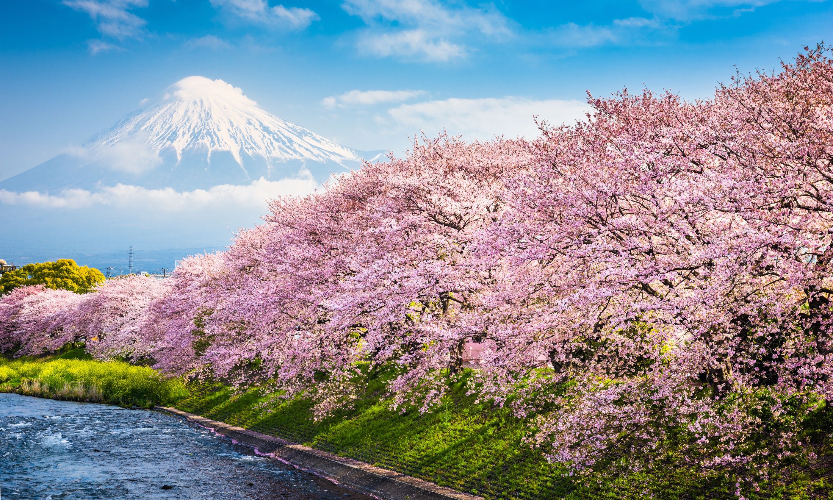 The best places to see Japan's cherry blossom Wanderlust
