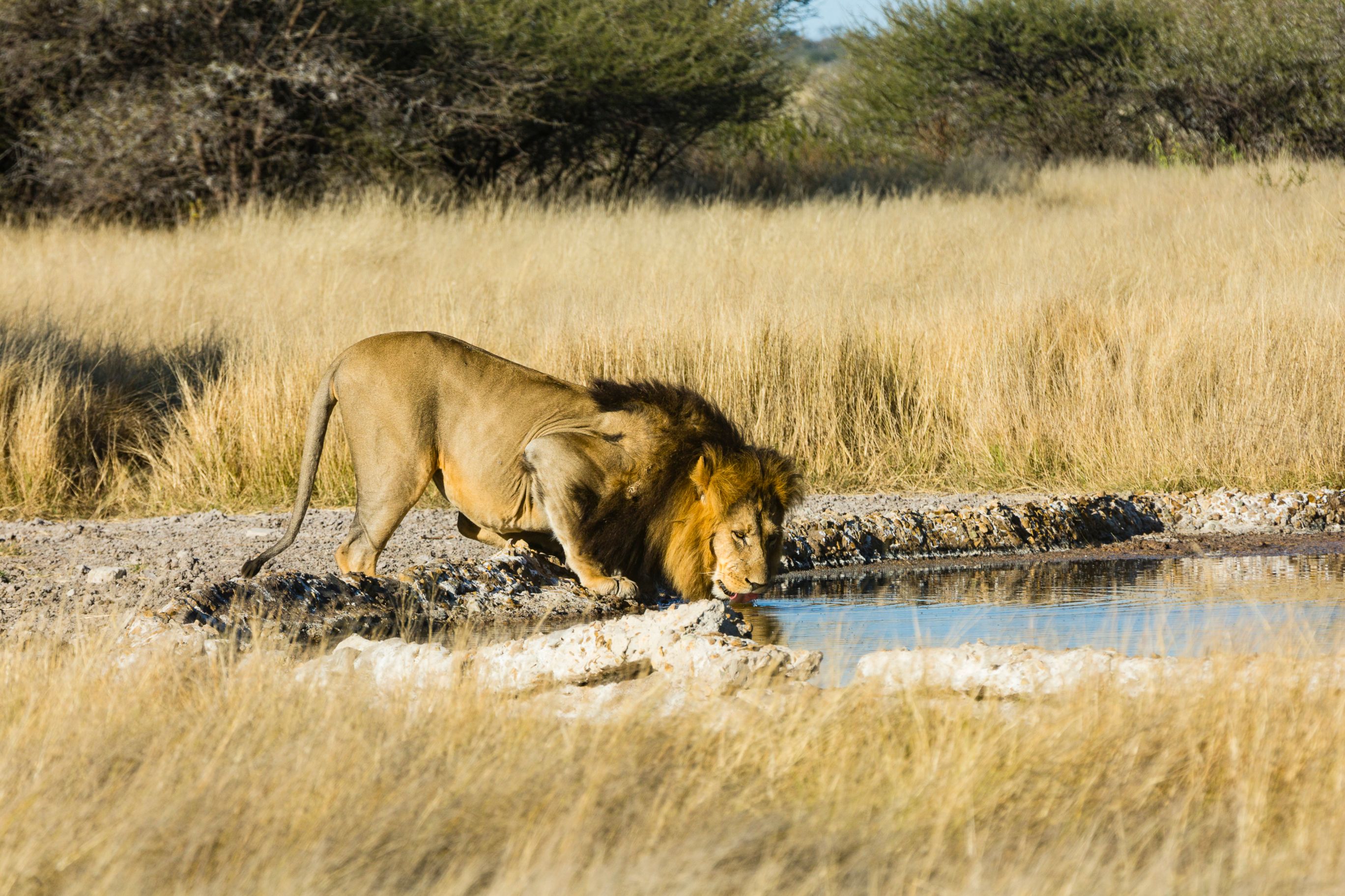 Fair game a hidden history of the kruger national park english edition