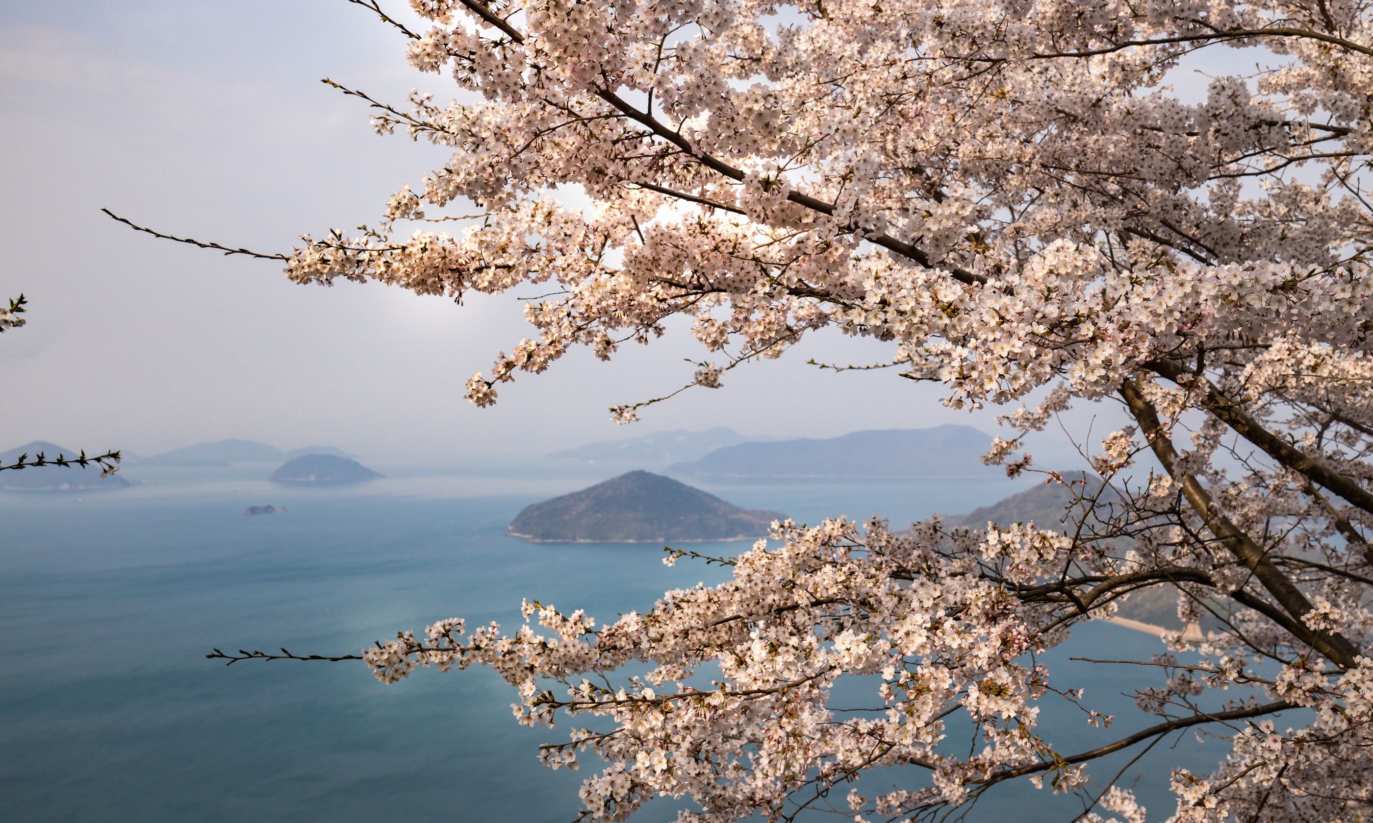 The best places to see Japan's cherry blossom | Wanderlust