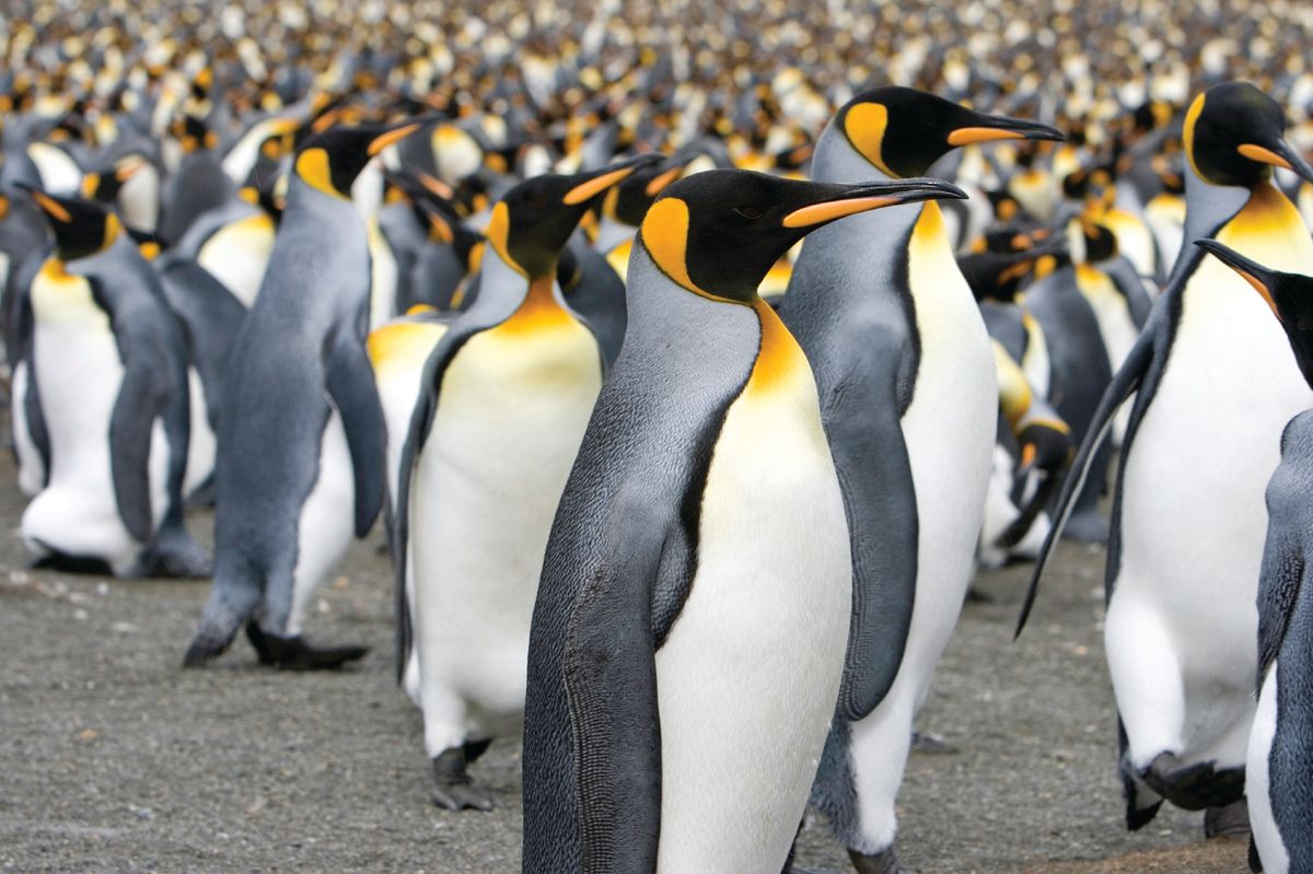 King penguins. (iStock)