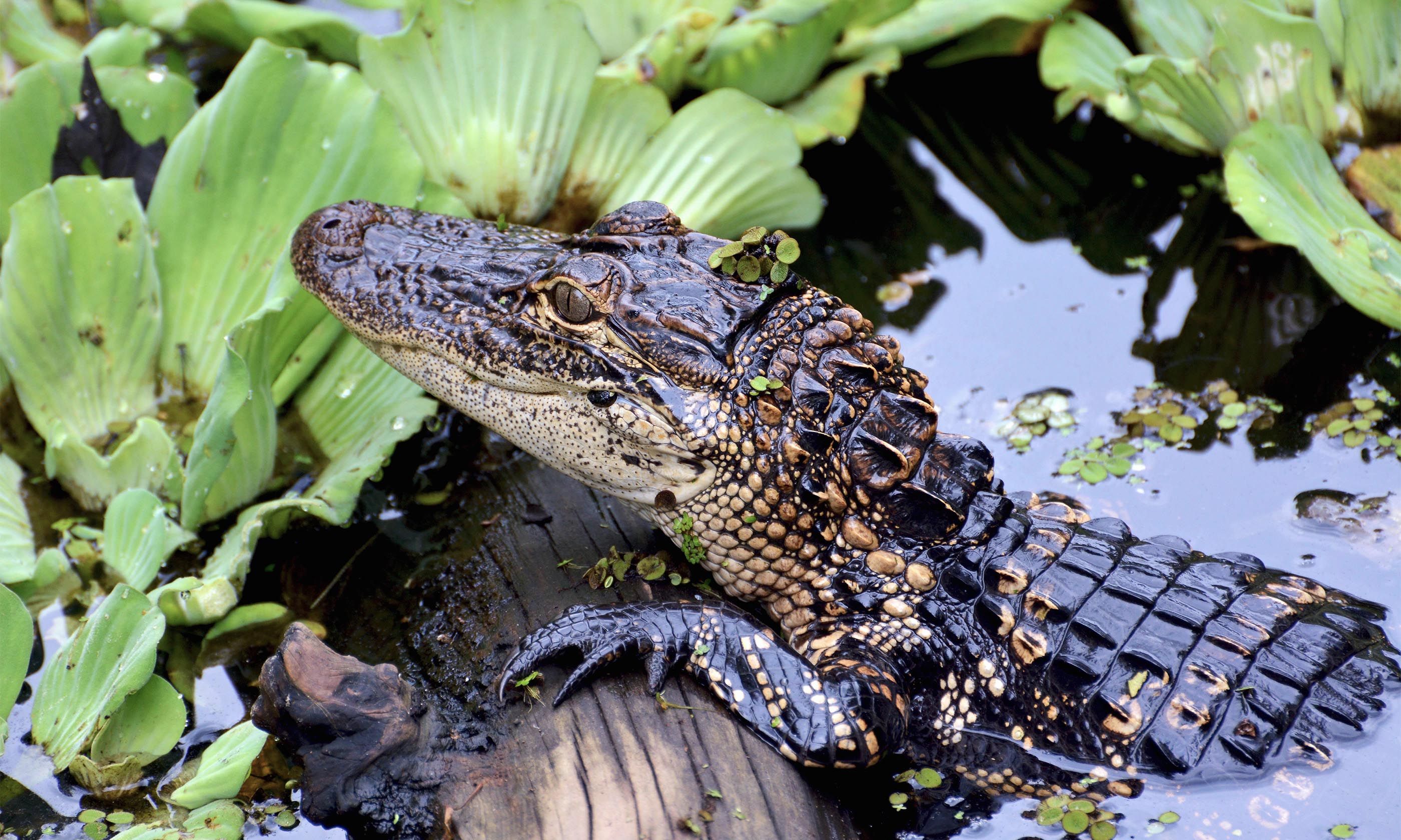 Wanderlust's ultimate guide to the wildlife of Florida