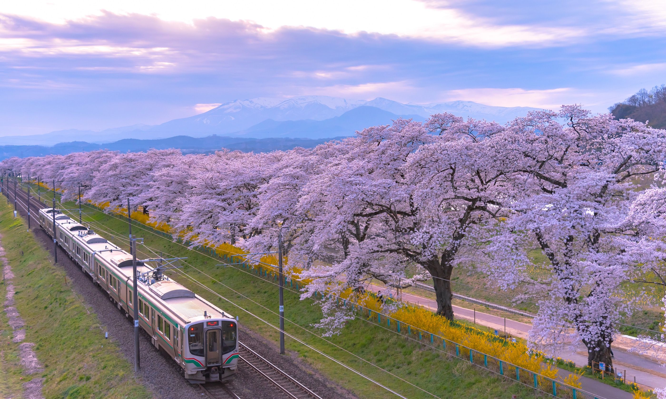 The best places to see Japan's cherry blossom | Wanderlust