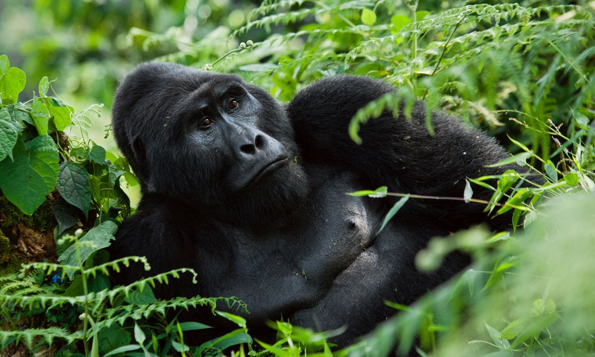 Dominant male mountain gorilla reclining in Bwindi Impenetrable Forest (Dreamstime)