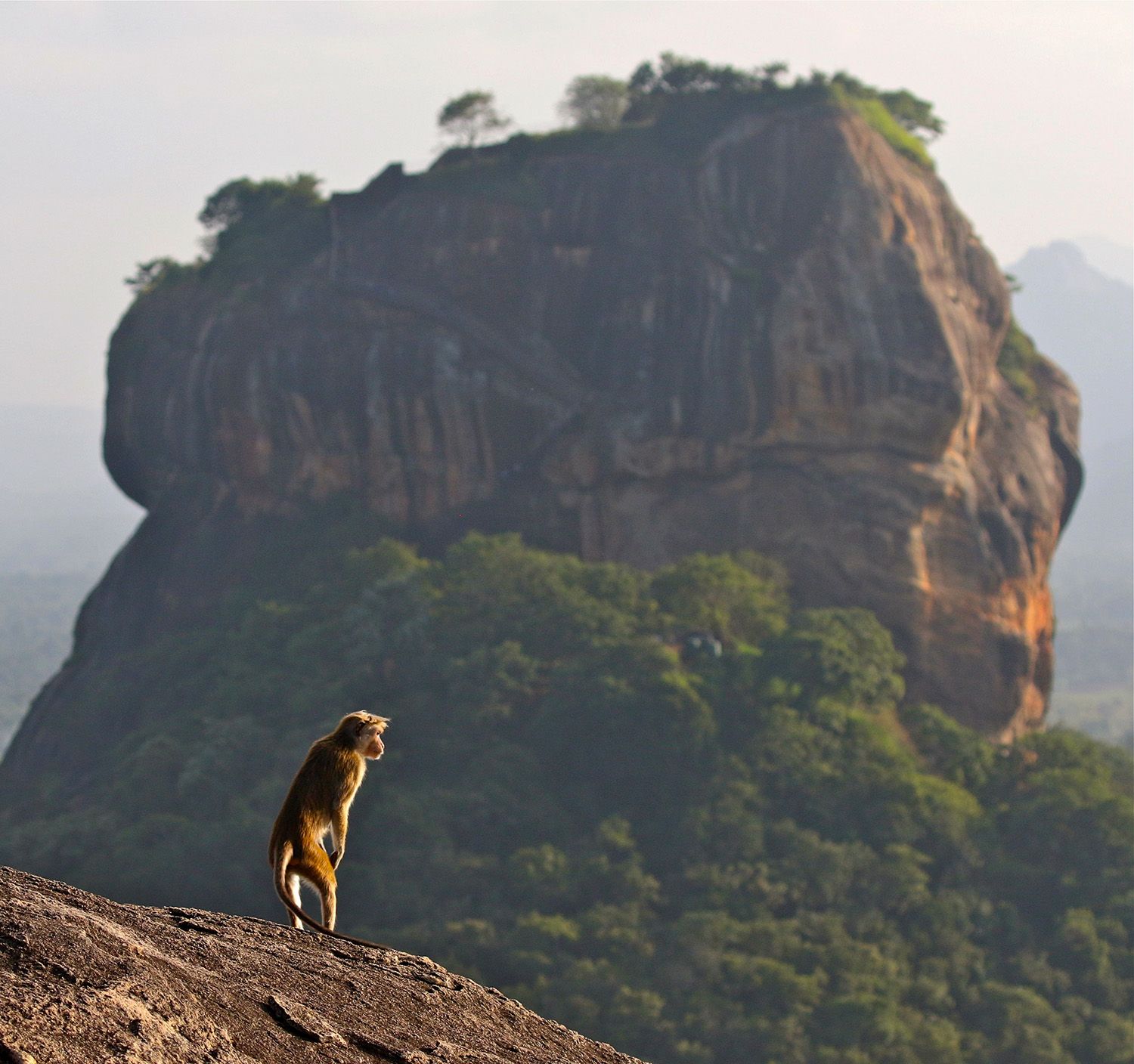 A toque macaque admires the rock fortress of Sigiriya (Mike Unwin)