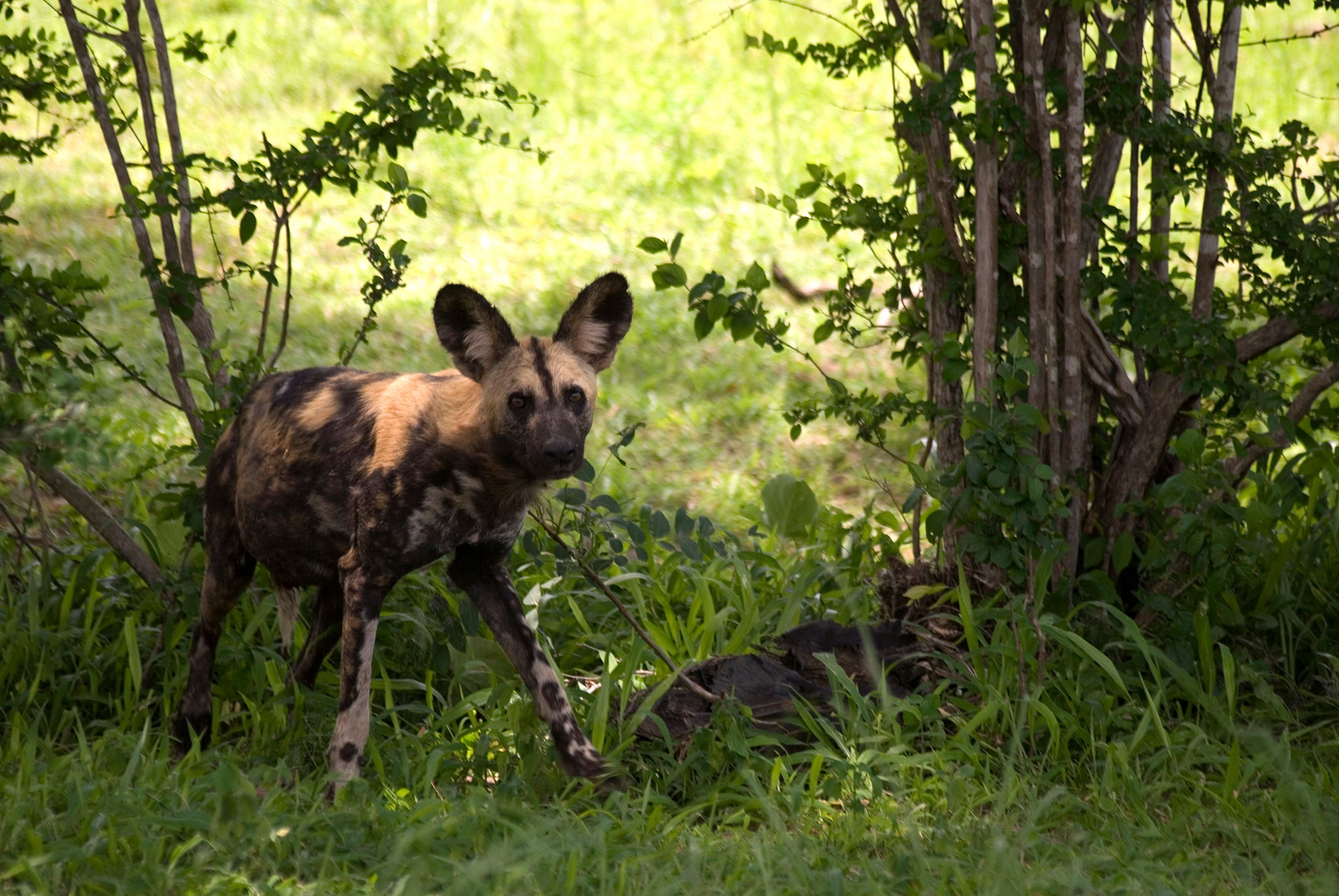Where Can You See African Wild Dogs Wanderlust