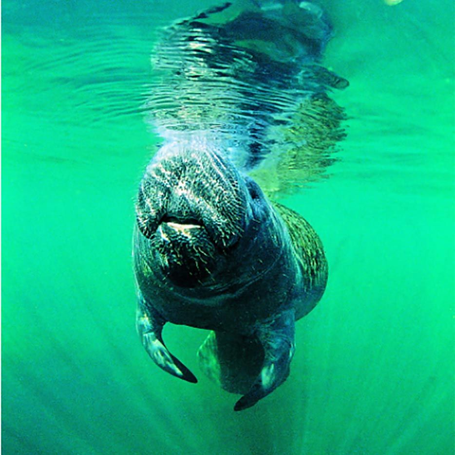 Essential guide to wildlife in Fort Myers, Florida | Wanderlust