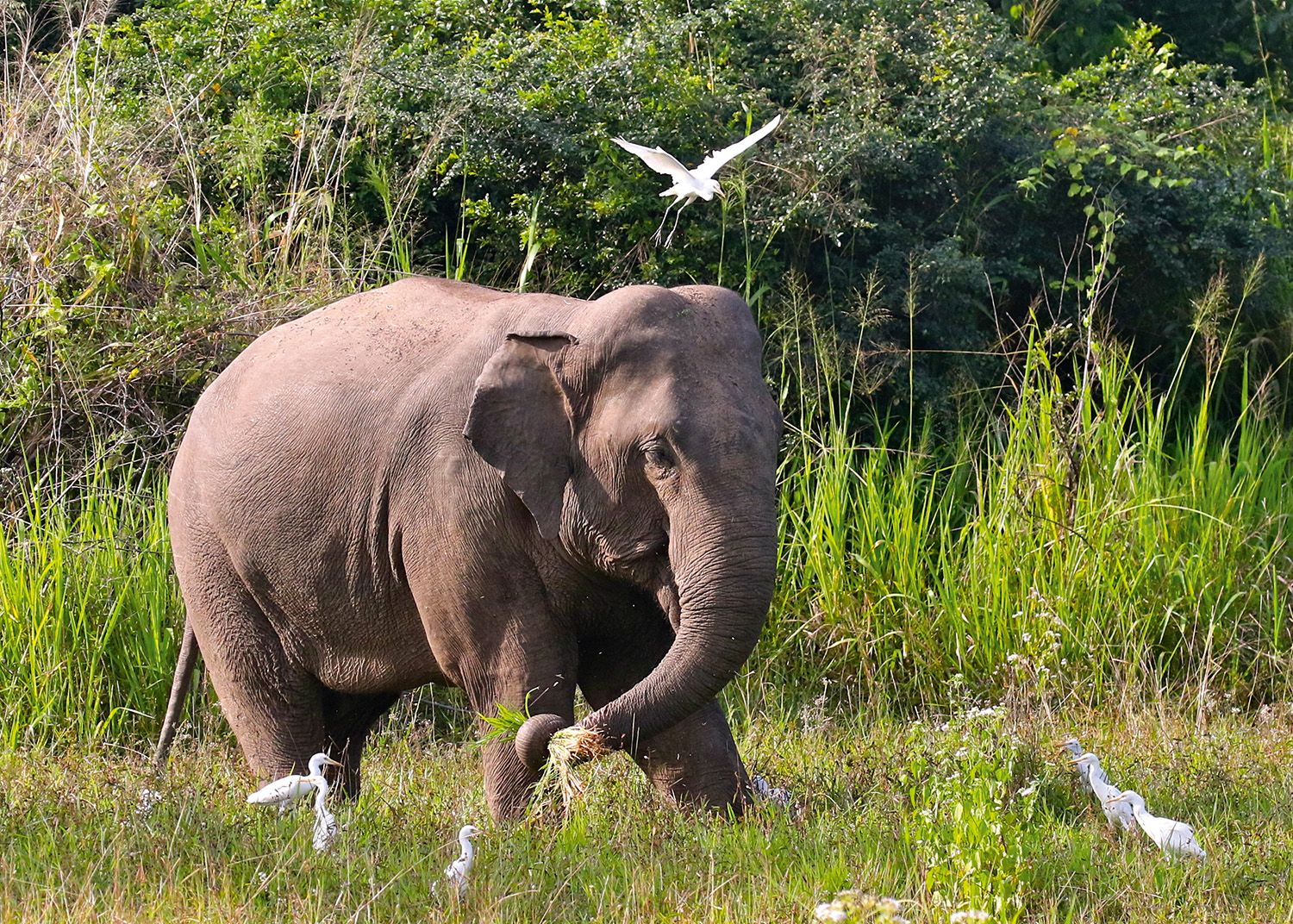The Sri Lankan elephant is the largest of three subspecies of Asian elephant (Mike Unwin)