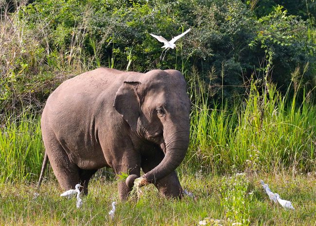 The Sri Lankan elephant is the largest of three subspecies of Asian elephant (Mike Unwin)