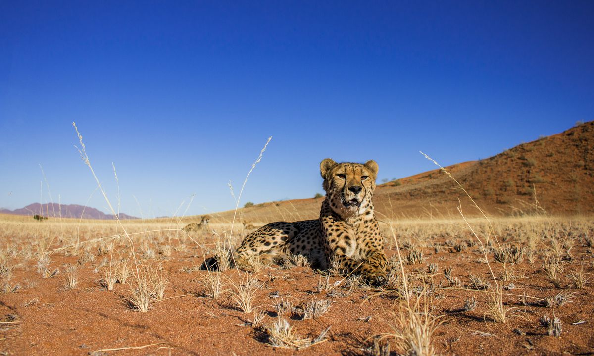 Spot cheetah at Etosha National Park or one of Namibia's carnivore conservation projects (Shutterstock)