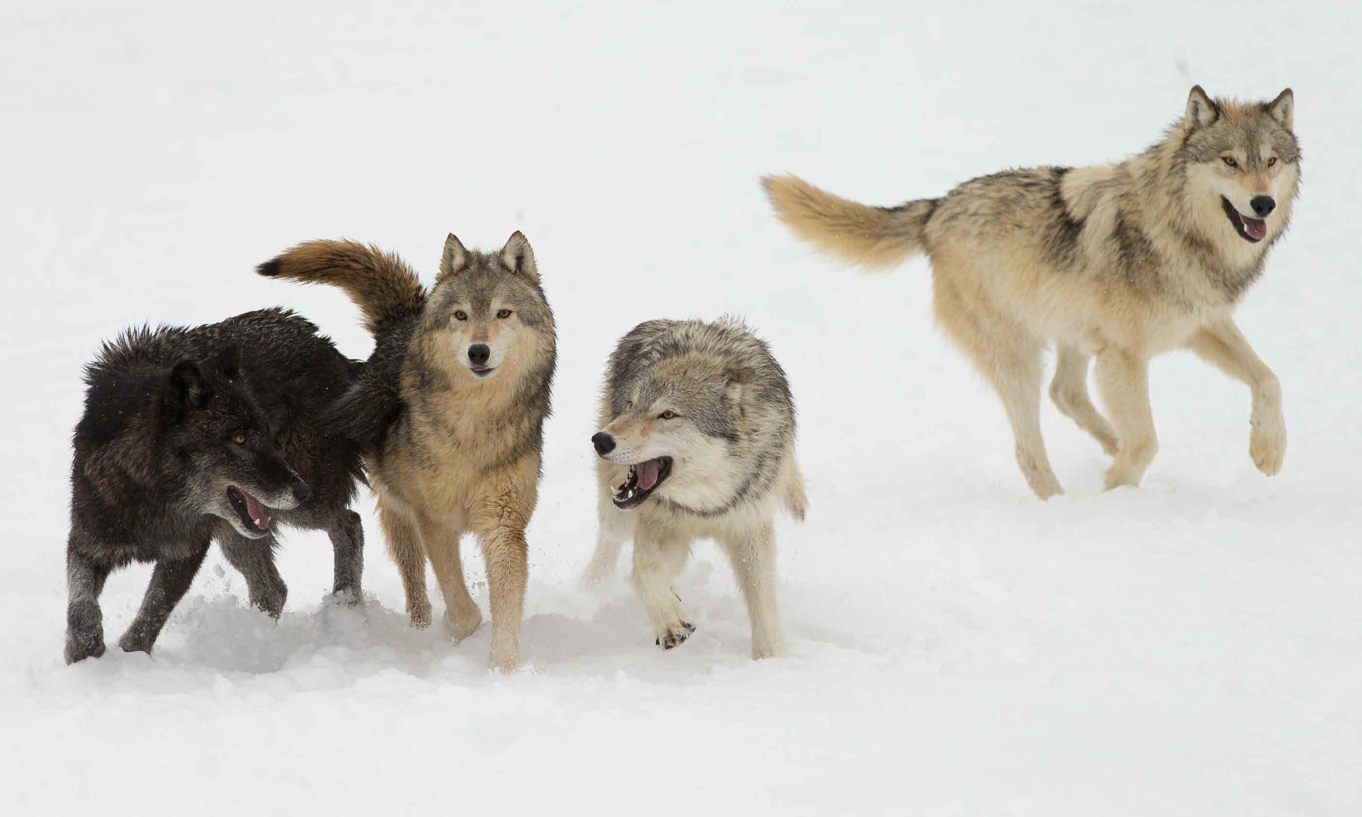 Where to see wildlife in the USA Where to see wildlife in the USA