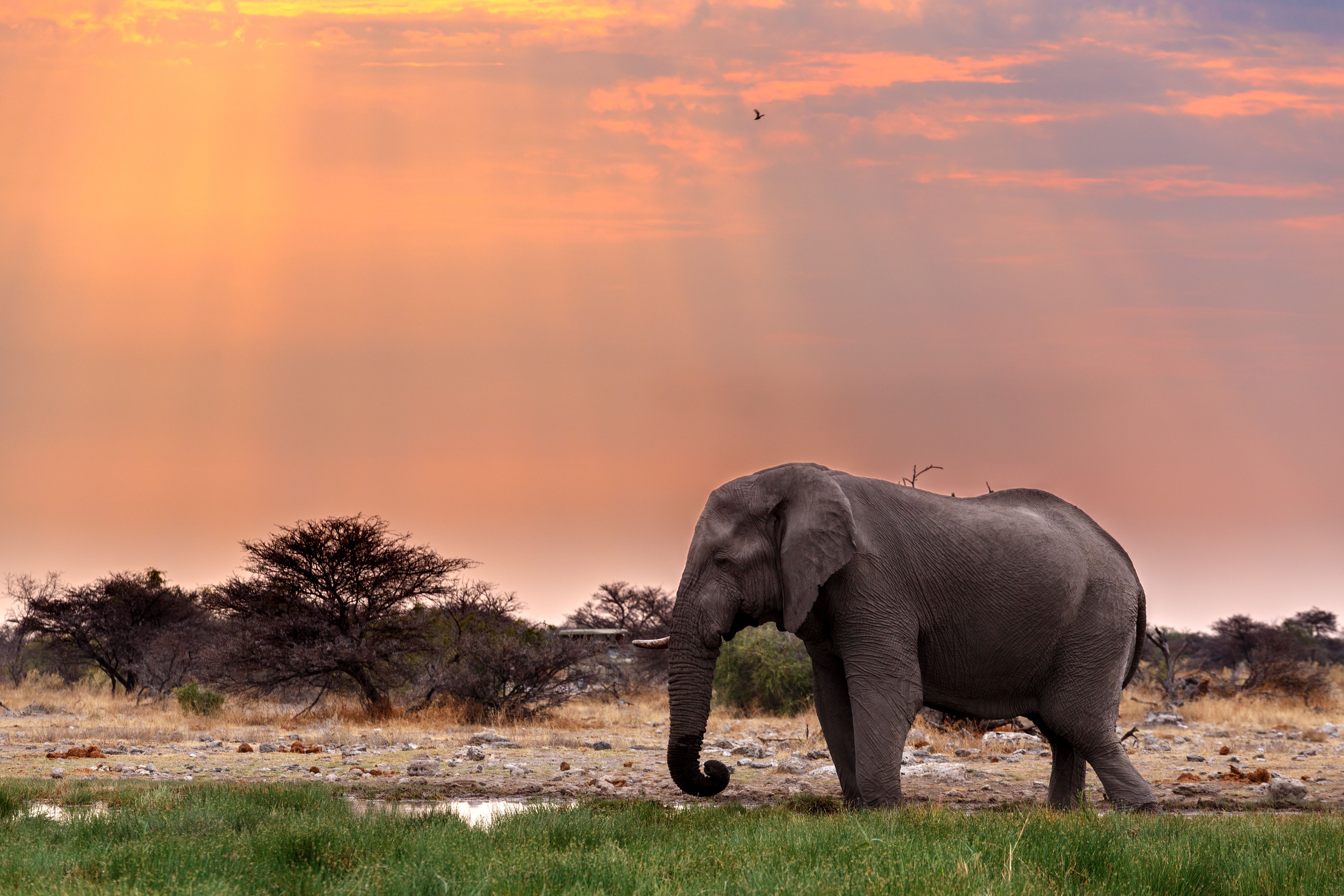 Etosha National Park, Namibia. (Shutterstock)