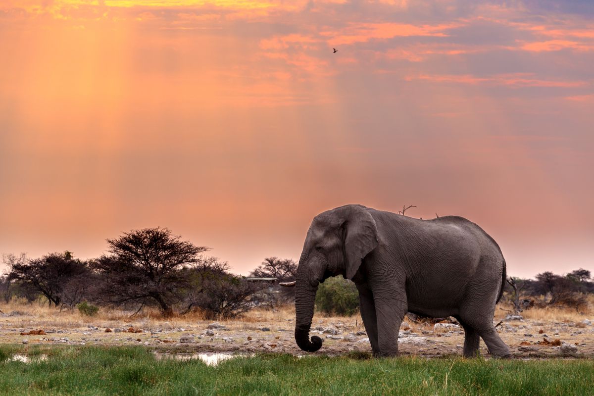 Etosha National Park, Namibia. (Shutterstock)