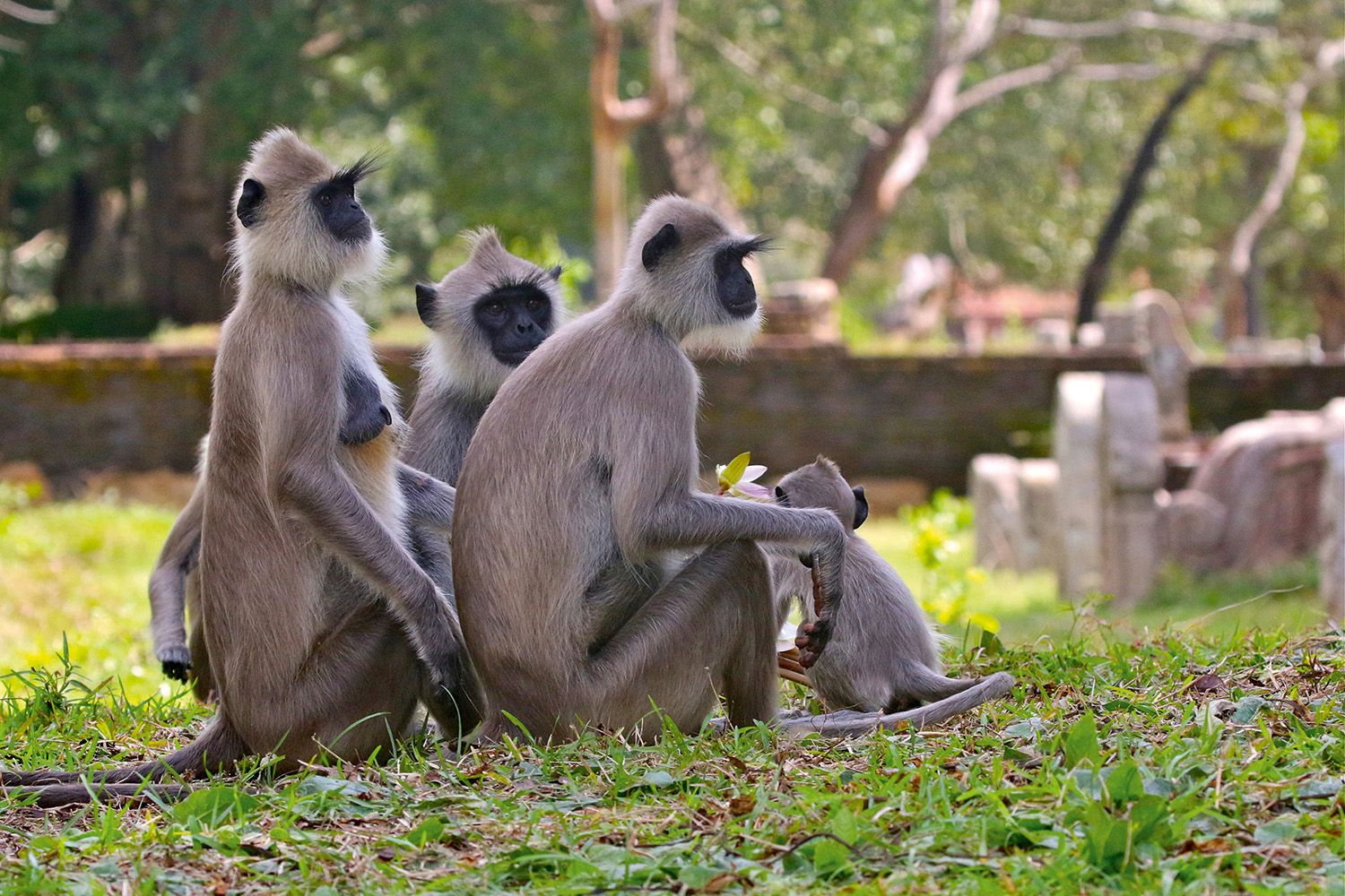 Grey langurs relaxing in the ruins of a temple (Mike Unwin)