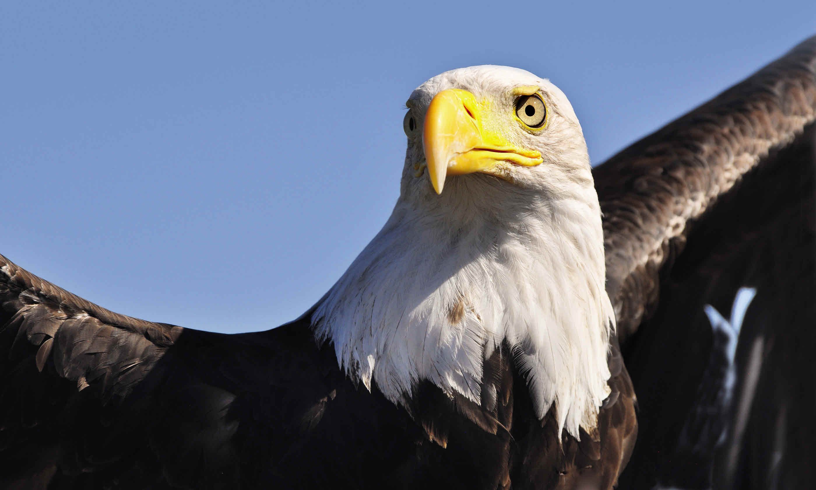 Where to see wildlife in the USA Where to see wildlife in the USA