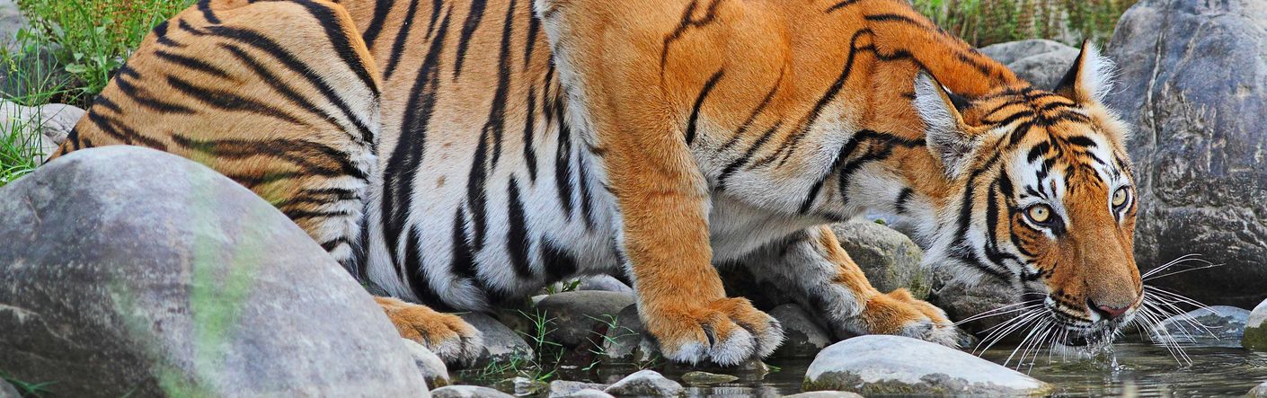 Wildlife Cameraman Gordon Buchanan Part 1 Wanderlust