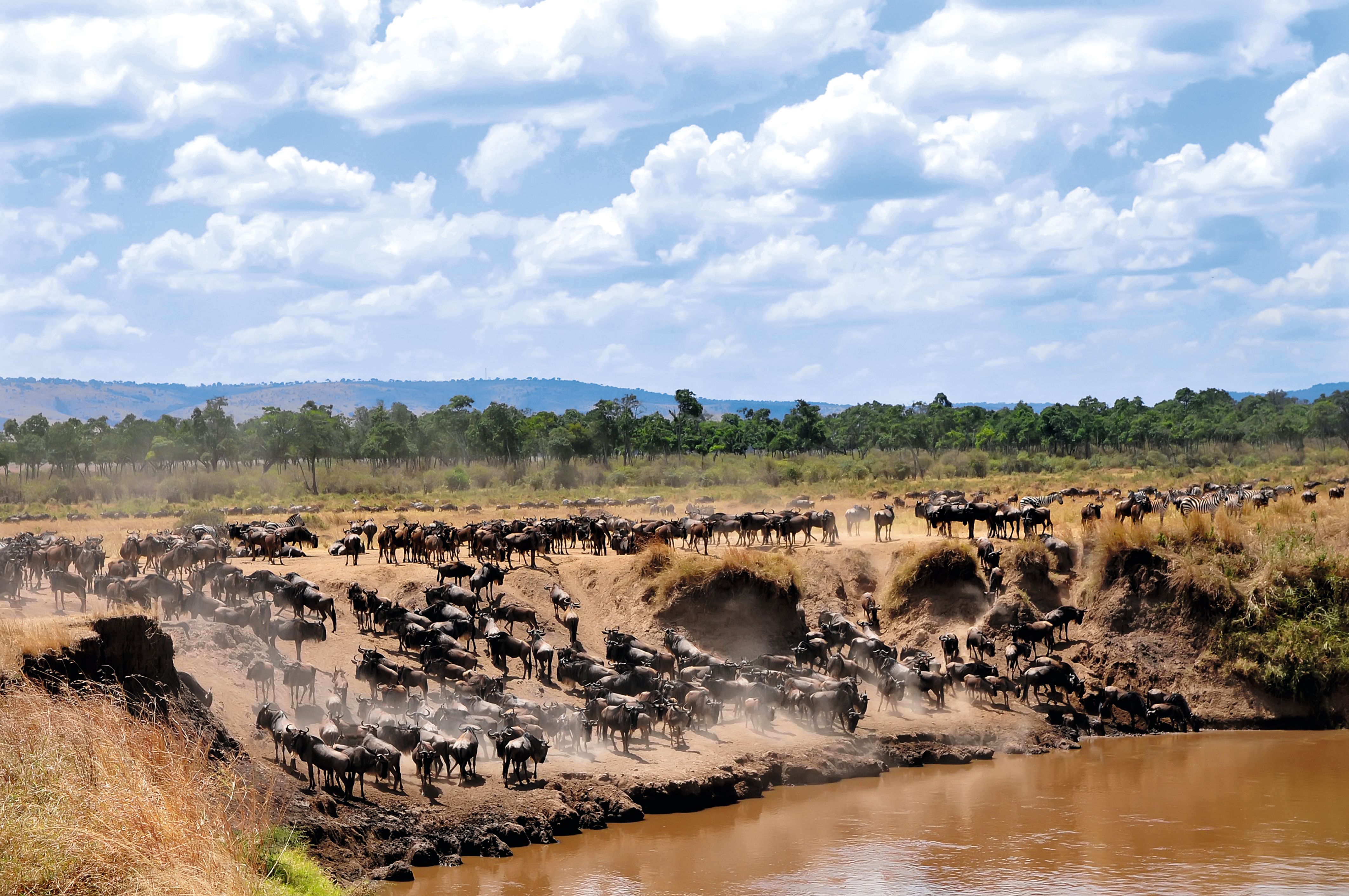 Wildebeest migration. (Dreamstime)