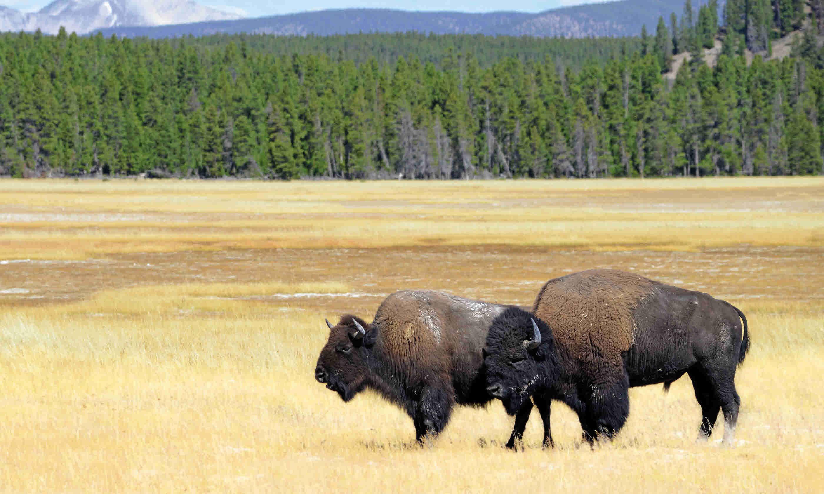 Where to see wildlife in the USA Where to see wildlife in the USA