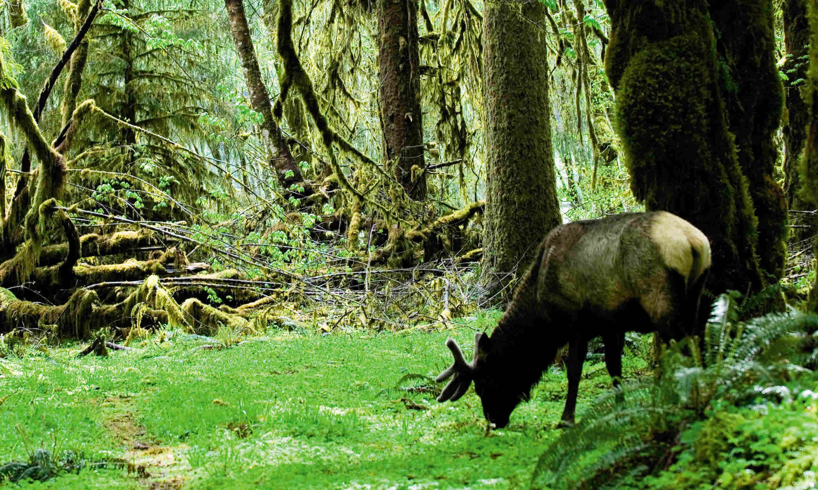 Where to see wildlife in the USA Where to see wildlife in the USA