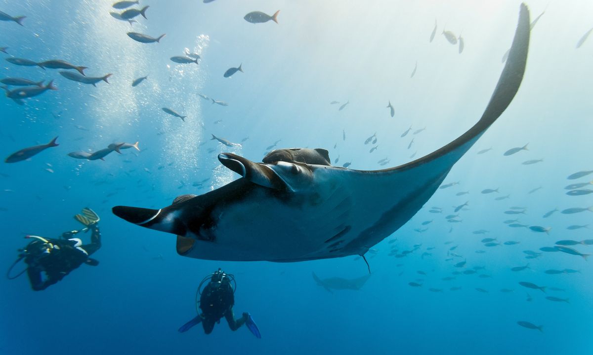 Dive with manta rays (Shutterstock)