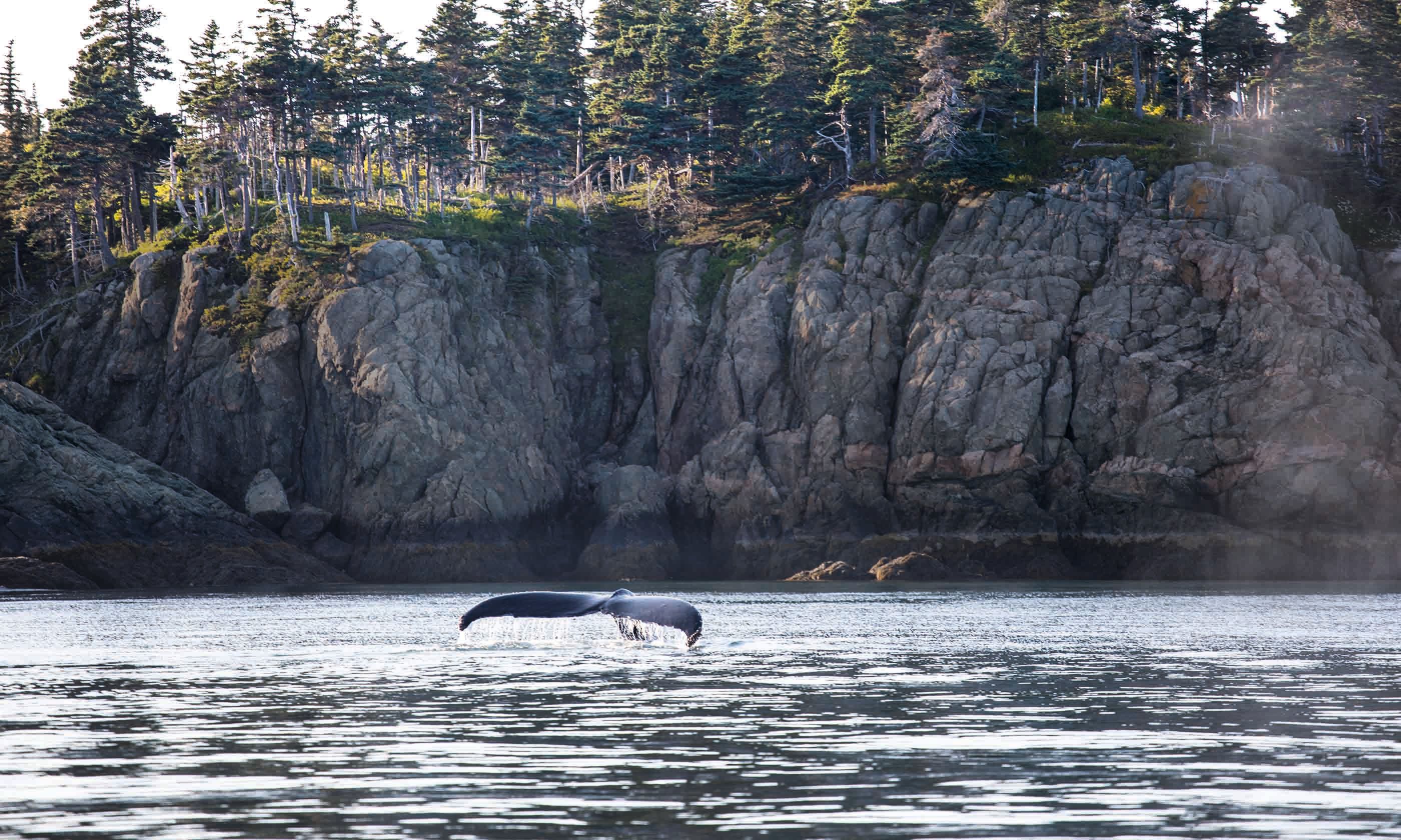 What It S Like Whale Watching On The Bay Of Fundy Canada Wanderlust