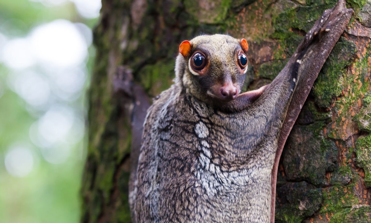 Langkawi S Wildlife Must Sees Wanderlust