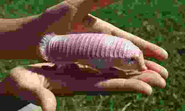 A Pink Fairy Armadillo (Mariella Superina)