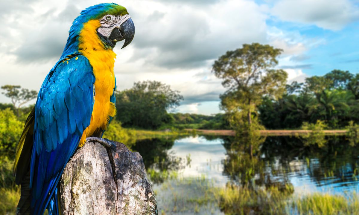 6 great south american