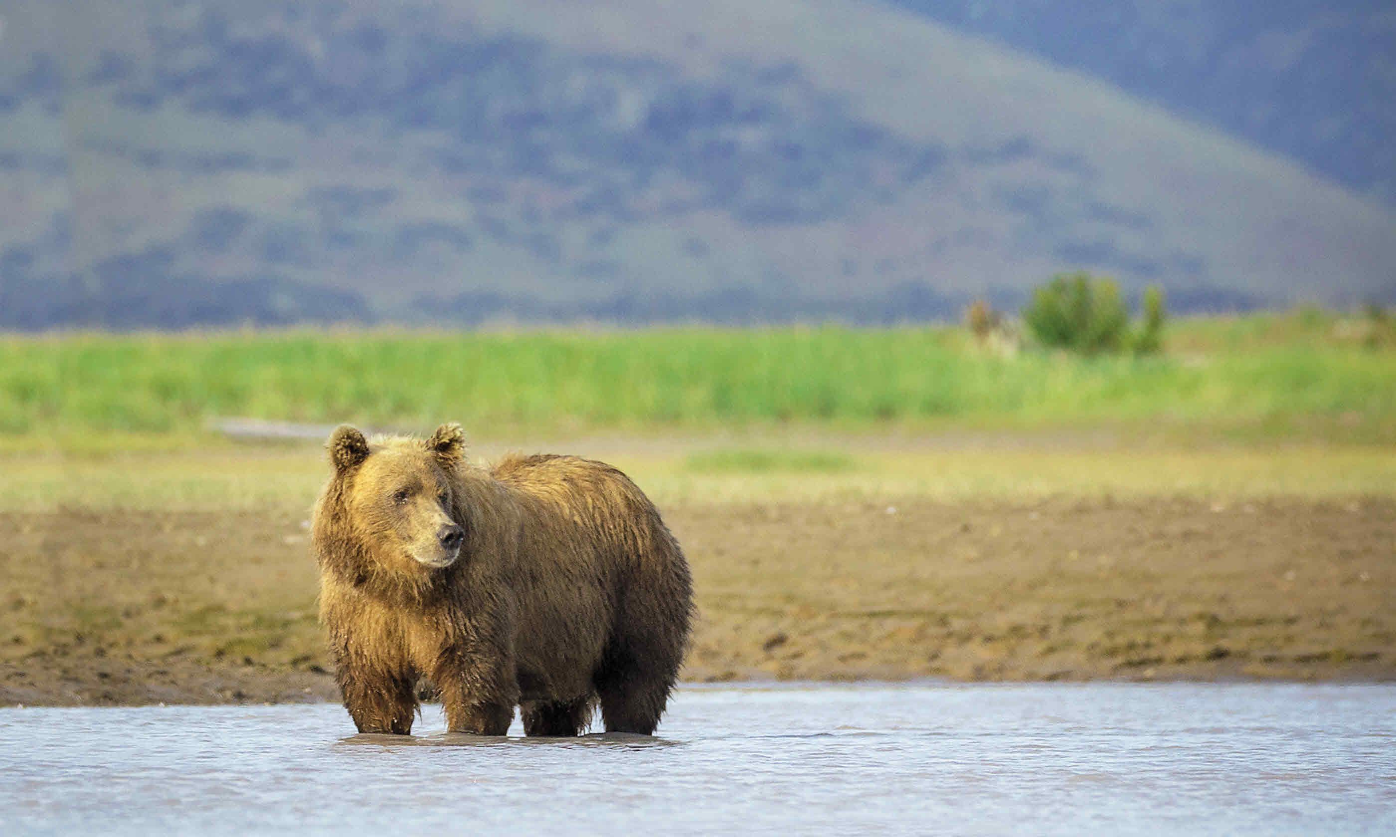 Where to see wildlife in the USA Where to see wildlife in the USA