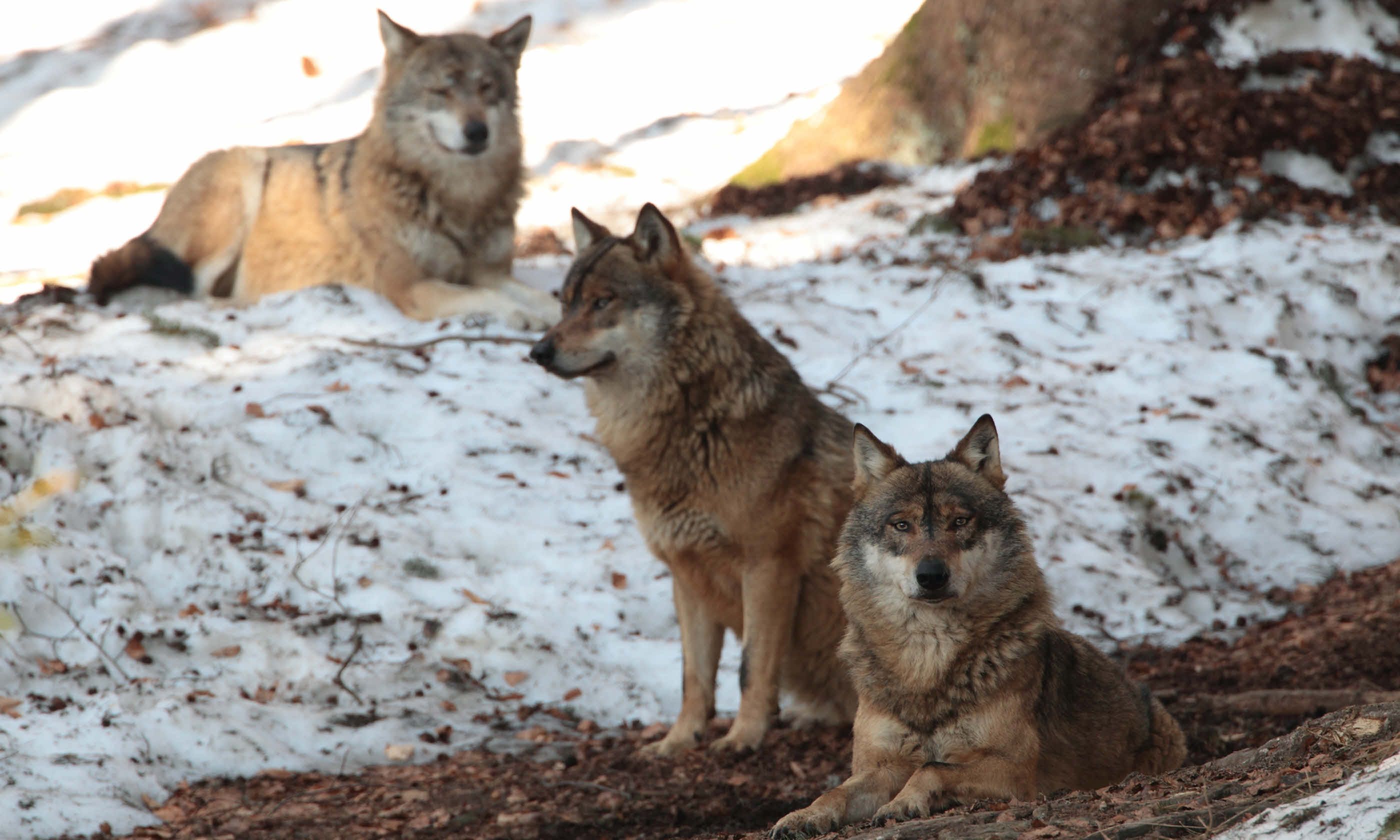 Awoooo 8 Howling Hotspots To See Wolves Wanderlust