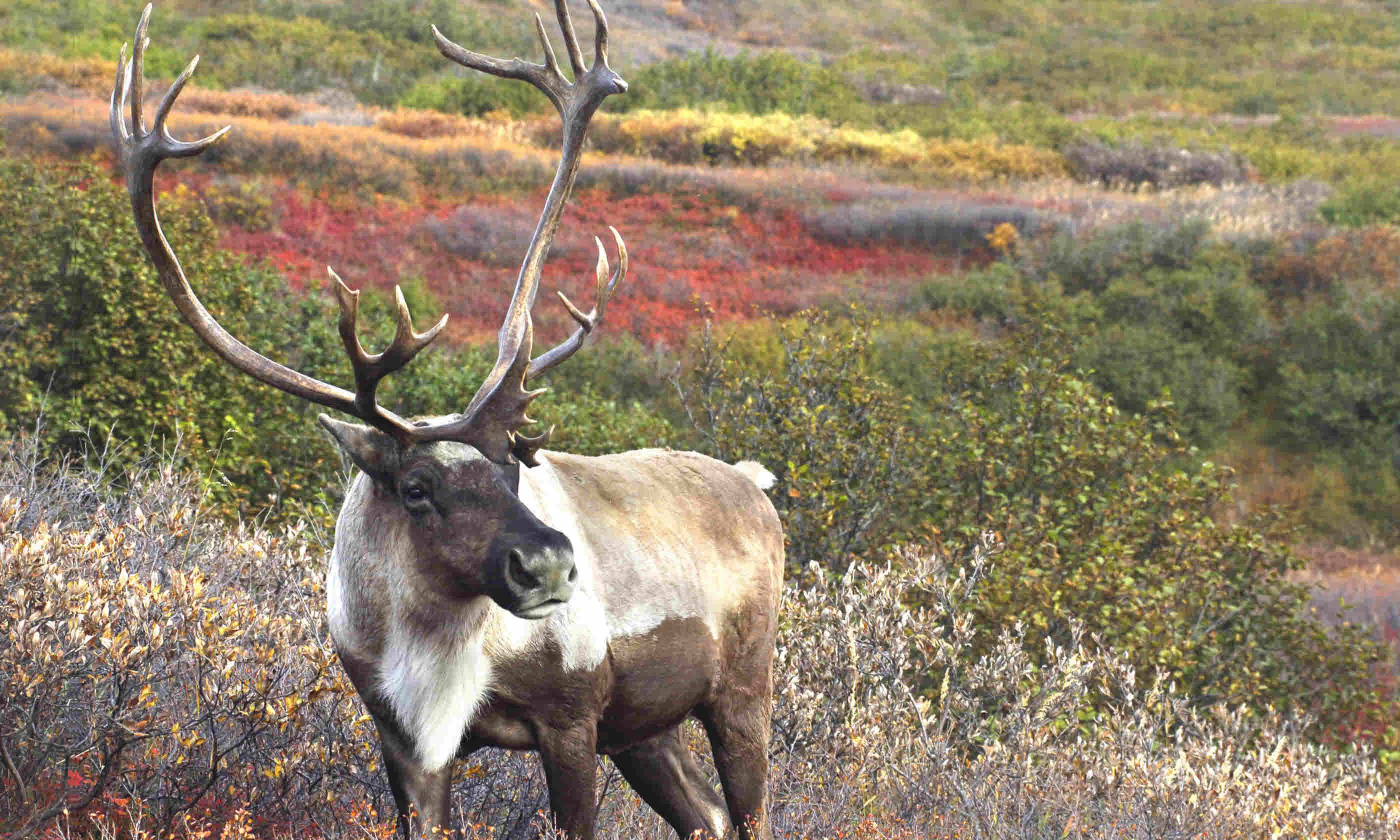 Where to see wildlife in the USA Where to see wildlife in the USA