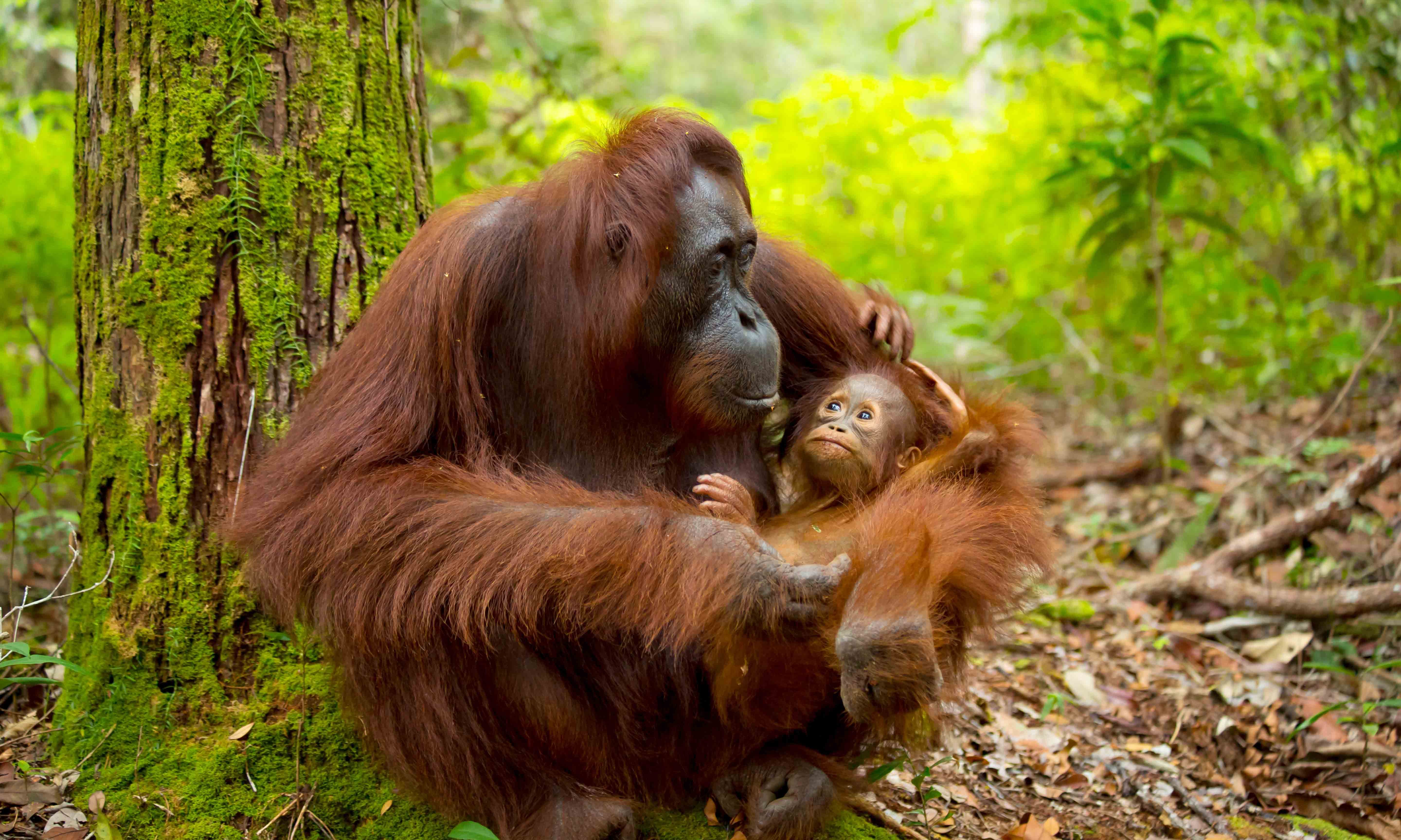 Protecting The World s Orangutans Wanderlust