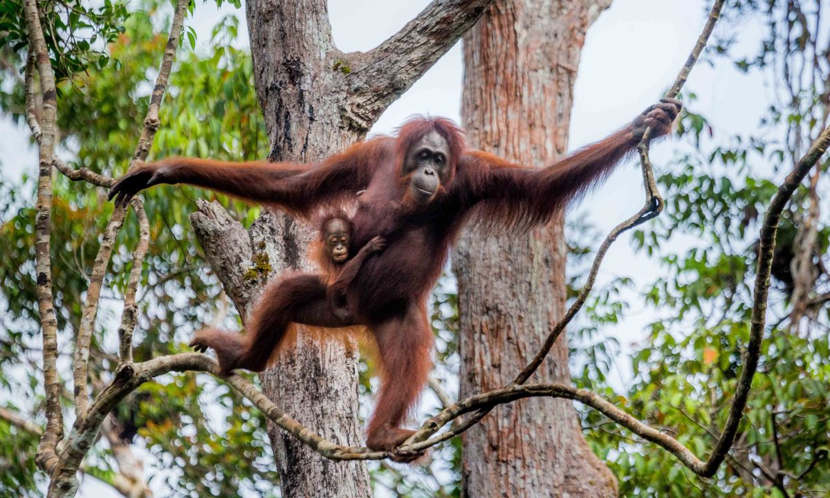 Top 20 Critically Endangered Animals In The World Travel Earth - Vrogue