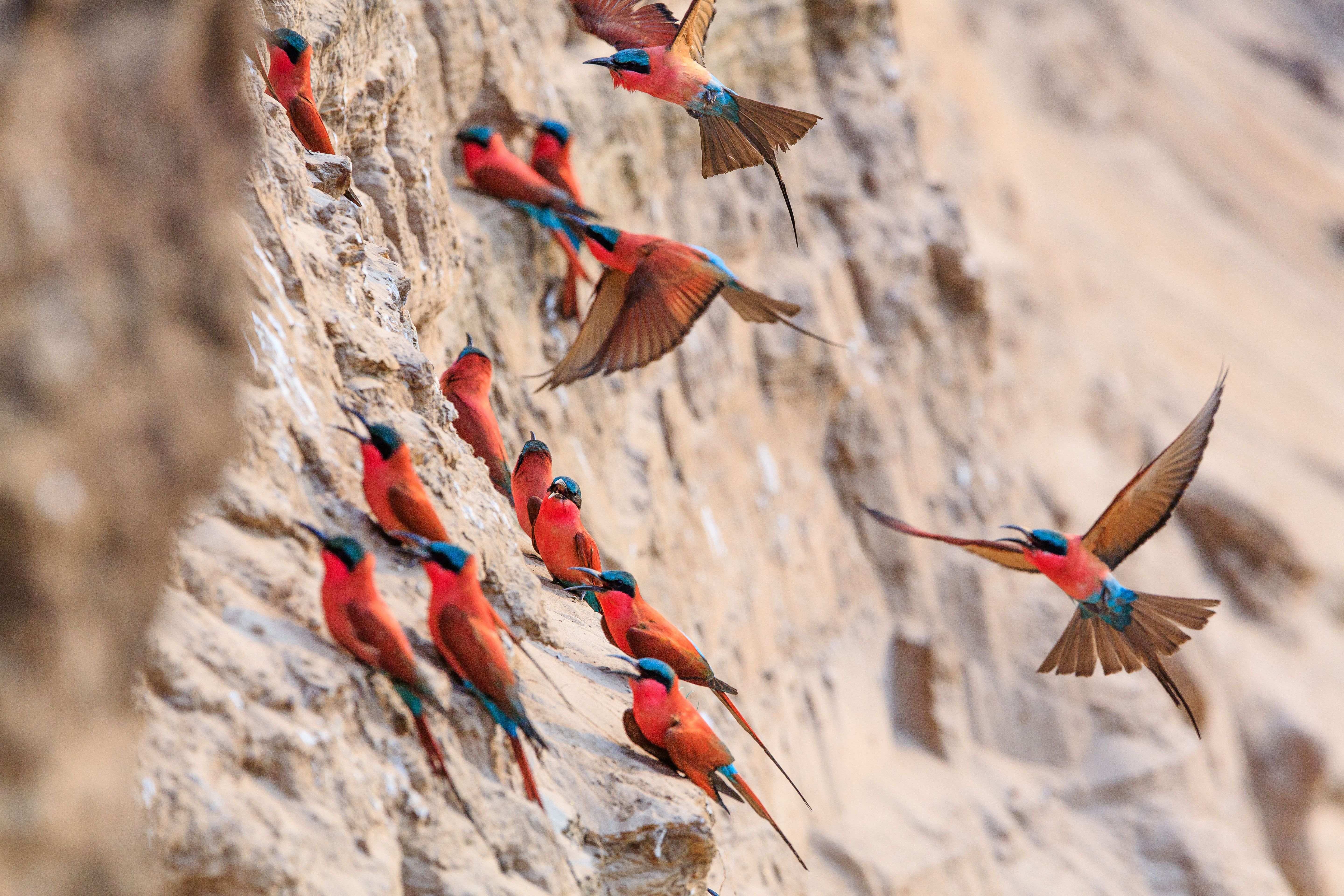 Bee-eaters at South Luangwa National Park. (Shutterstock)