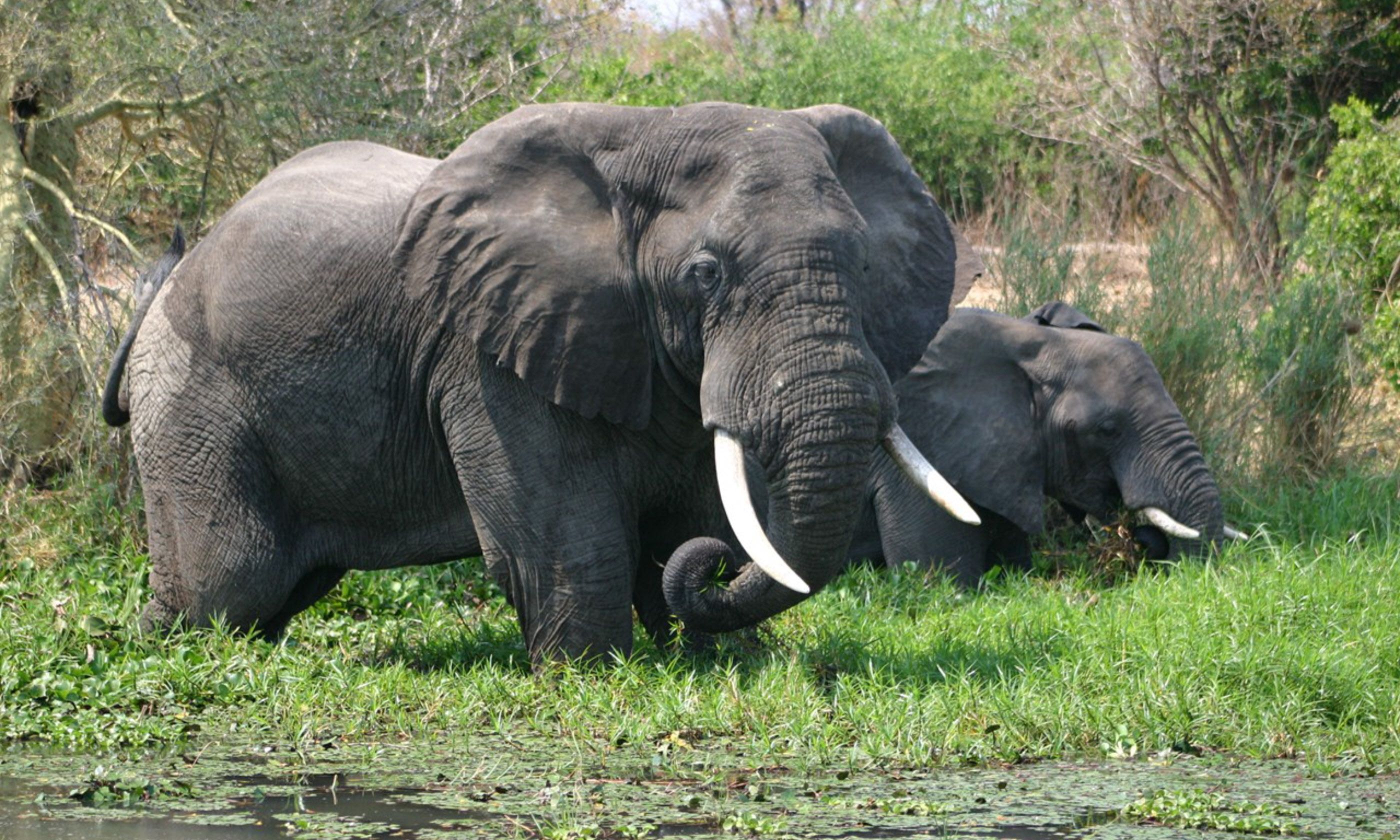 10 of the world’s best places to see elephants Wanderlust