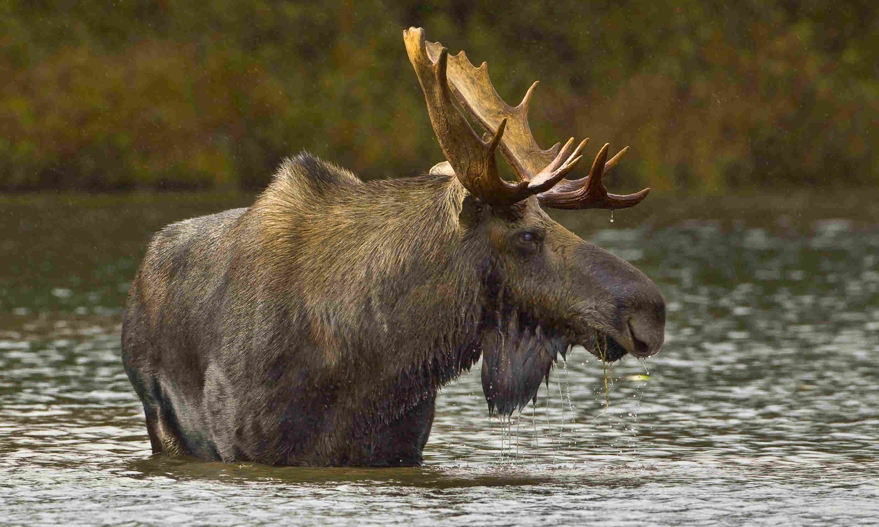 Where to see wildlife in the USA Where to see wildlife in the USA