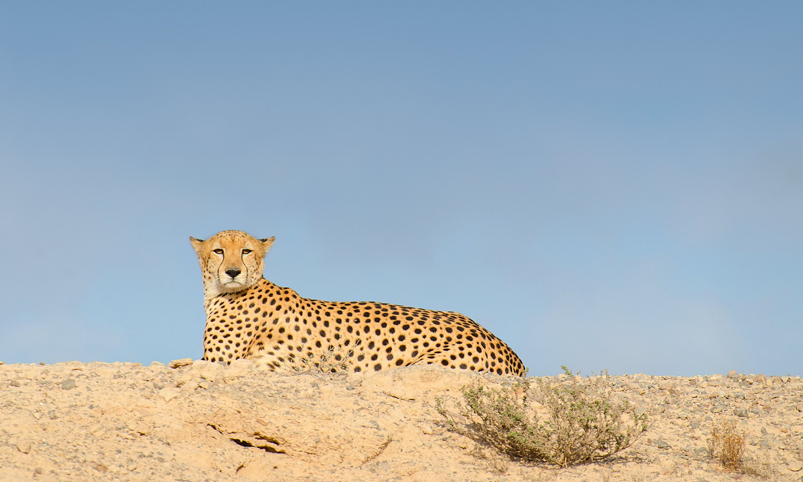 5 reasons to visit Sir Bani Yas Island, Abu Dhabi Wanderlust 5 reasons to visit Sir Bani Yas Island, Abu Dhabi Wanderlust