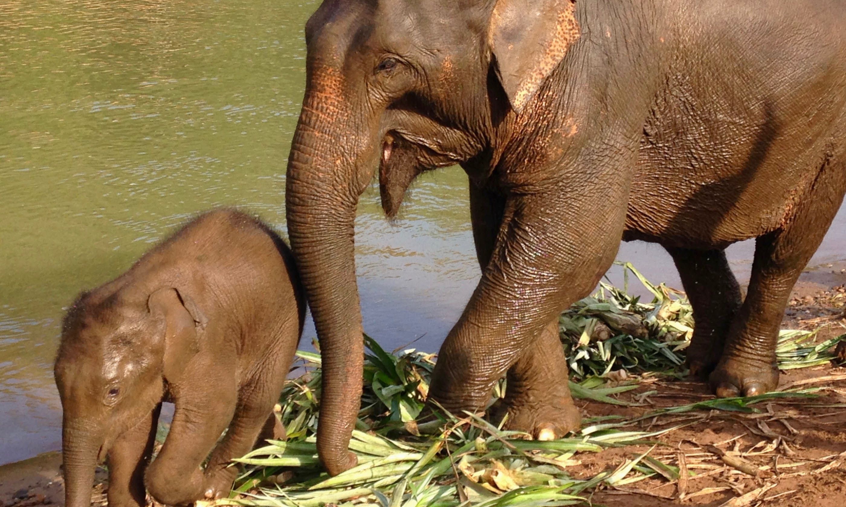 10 Of The World’S Best Places To See Elephants – PBSNB