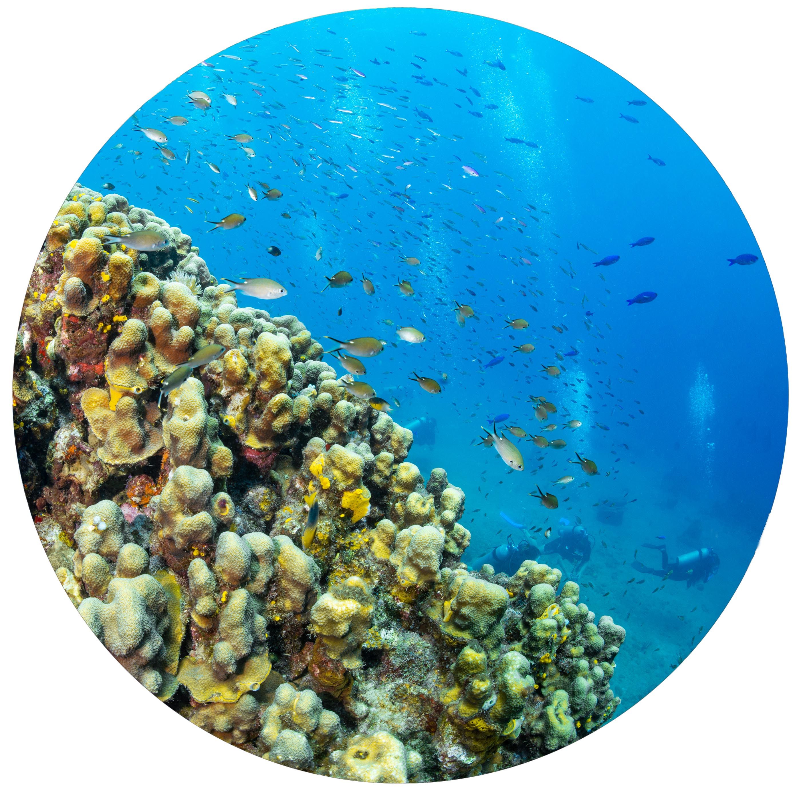 Beautiful reefs flourish under the island's shore