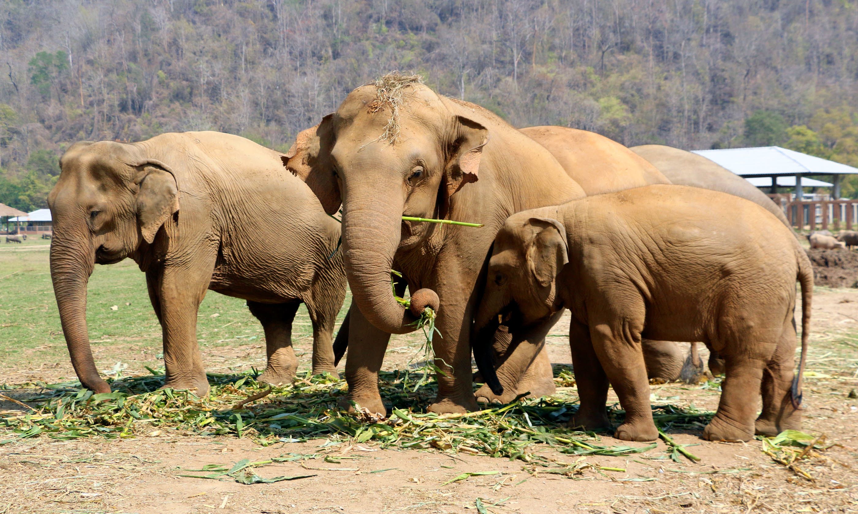 10 of the world’s best places to see elephants Wanderlust