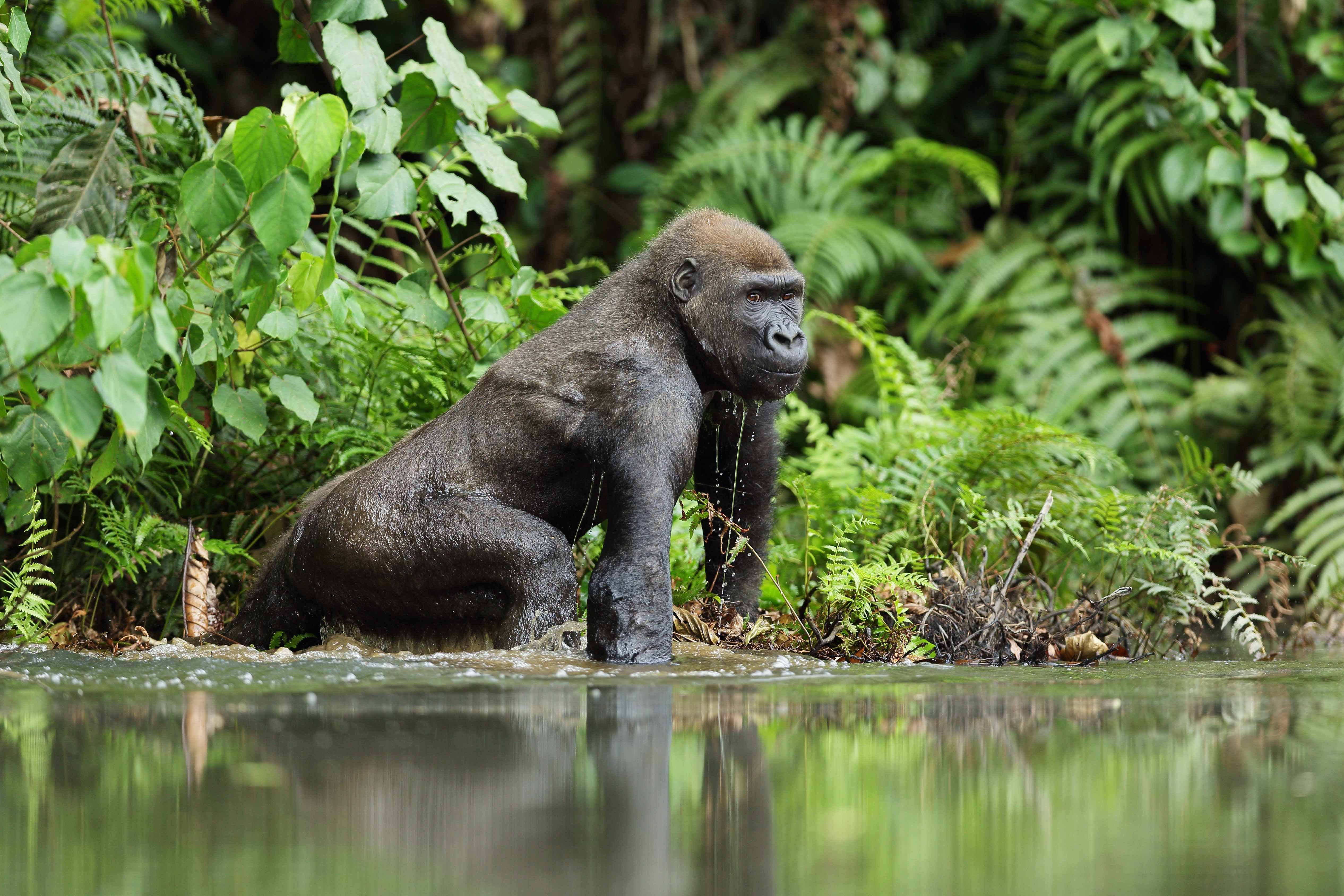 Western lowland male gorilla, Gabon (Shutterstock)