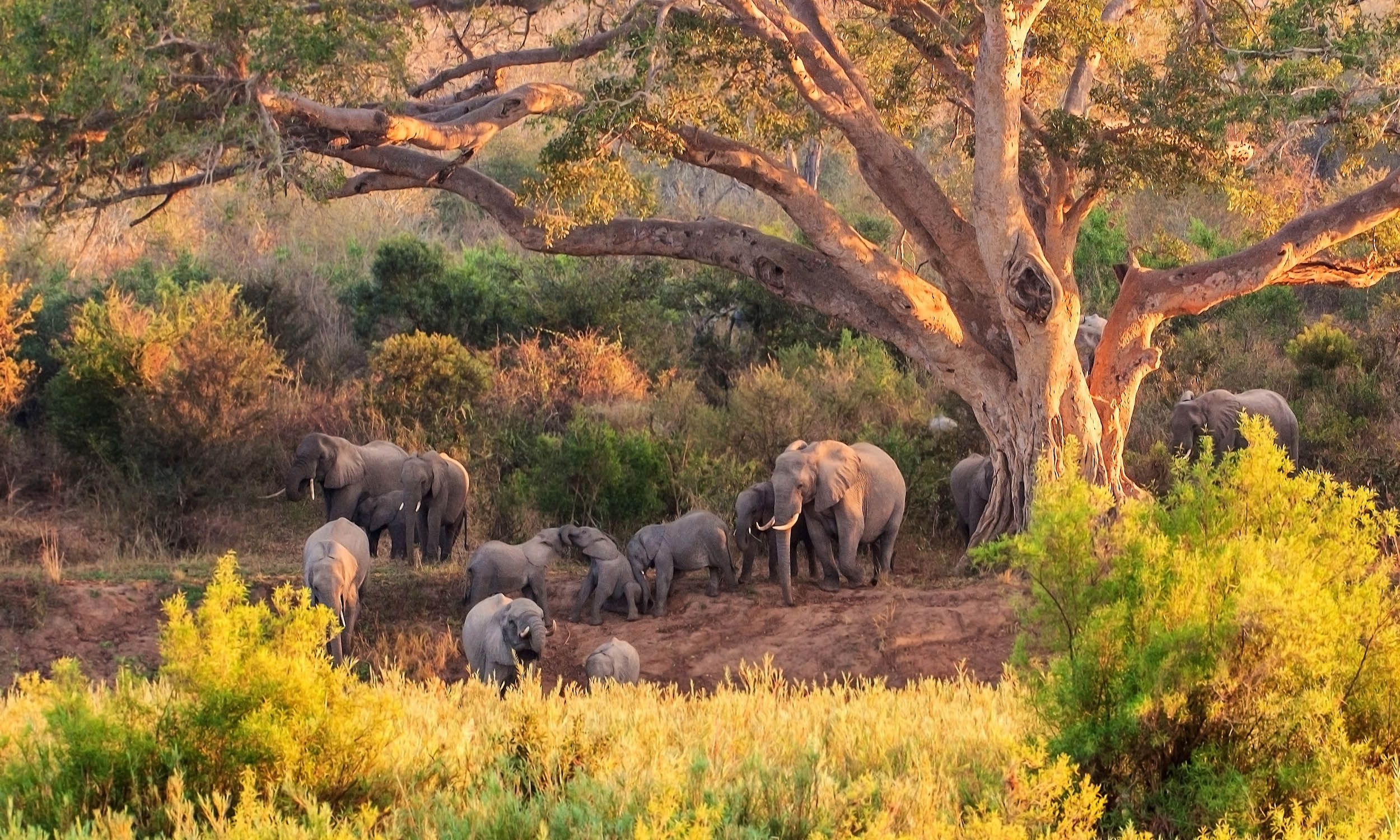 Kruger National Park, South Africa (Shutterstock)